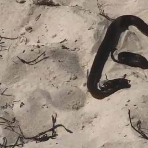 Snake Spotted Snacking On Lizard On North Cottesloe Beach