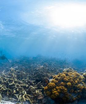 Petition For The Great Barrier Reef To Become An Australian Citizen Has Almost 25,000 Signatures