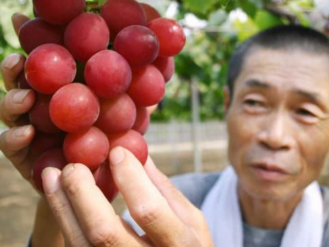 Ruby Roman Grapes grower