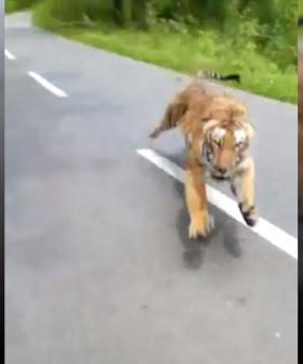 Motorcyclists Narrowly Escape Being Mauled By Tiger
