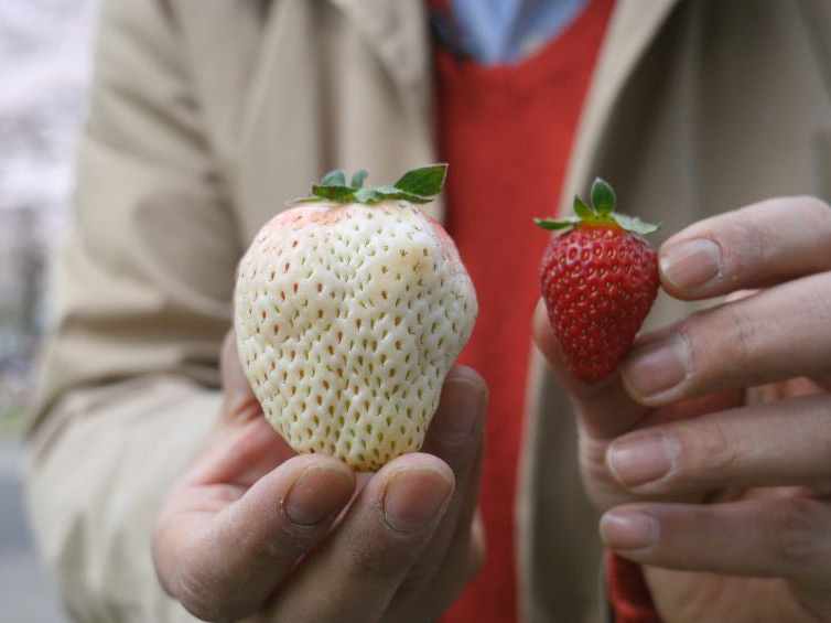 White Strawberry