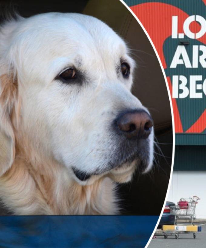 Bunnings Is Being Slammed For Its Pathetic Dog Rule