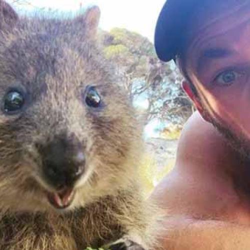 We Asked What Bit You… Annnd We'll Never Trust Another Quokka Again