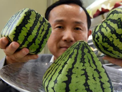square watermelon