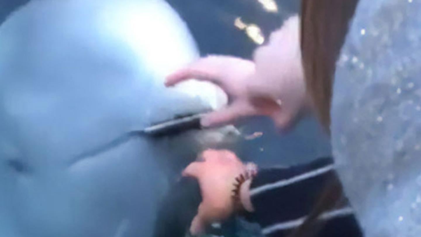 Incredible! Whale Retrieves Dropped Phone