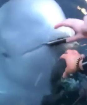 Incredible! Whale Retrieves Dropped Phone
