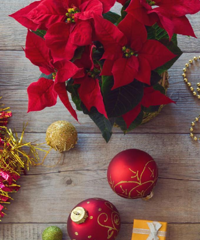 People Who Put Up Christmas Decorations Early Are Happier