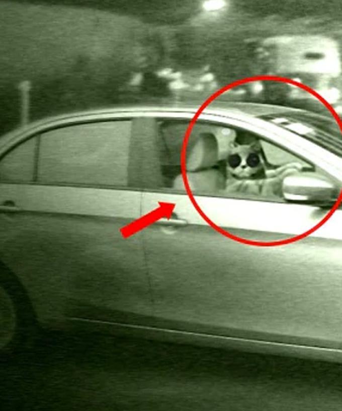 Woman Hit By Car Driven By Her Pet Cat