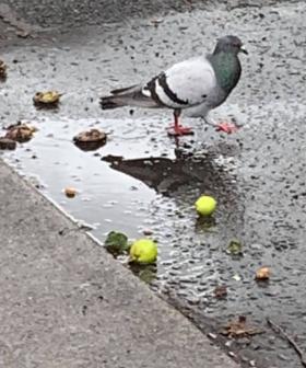Irish Locals Warned To Look Out For Drunk Pigeons