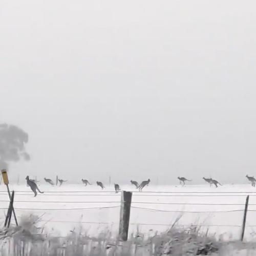 Incredible Video Shows Kangaroos Frolicking In The Snow In NSW