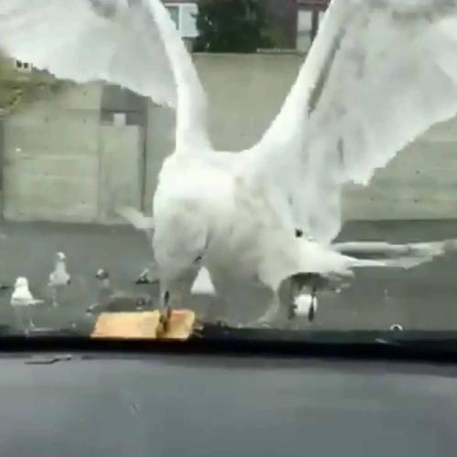 Watch Seagull Swallow Entire Apple Pie In One Go