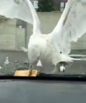 Watch Seagull Swallow Entire Apple Pie In One Go
