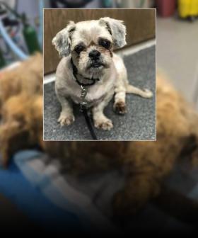 Life Saving Makeover For Dog With Fur So Matted It Couldn't Move