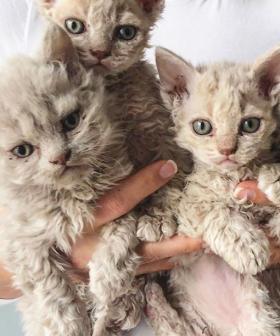 The ‘Sheep Cats’ Taking Over Instagram Will Steal Your Heart