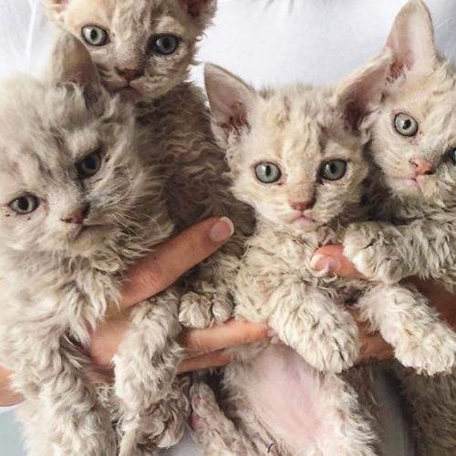 The ‘Sheep Cats’ Taking Over Instagram Will Steal Your Heart