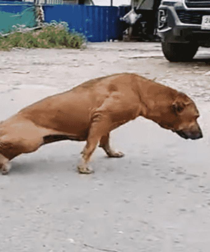 Cheeky Dog Fakes Having A Broken Leg To Get Attention And