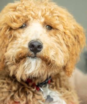 Aussie Creator Of The Labradoodle ‘Regrets’ The Breed
