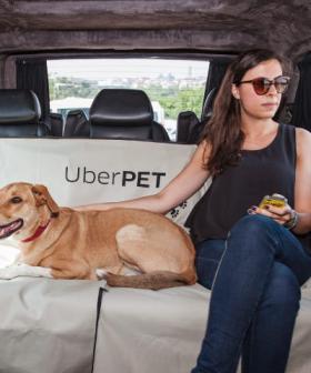 Uber Launches Pet-Friendly Service Just For Your Furry Mate
