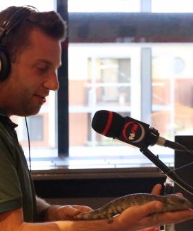 Dr Peter Ricci surprises Botica's Bunch with a live animal!
