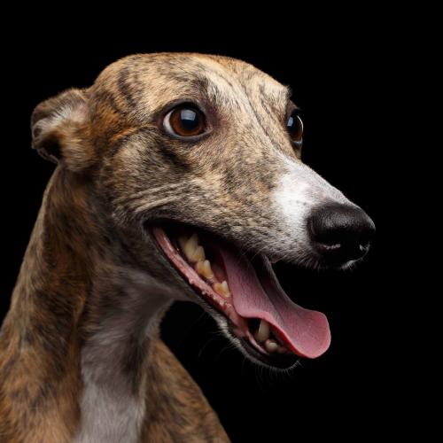WA To Scrap Muzzles For Pet Greyhounds