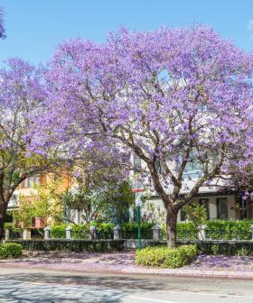 The Top 6 Jacaranda Tree Hot Spots In Perth