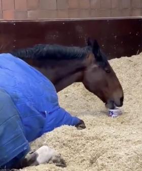 British Police Horse Refuses To Get Up For Work Until He Has A Cup Of Tea
