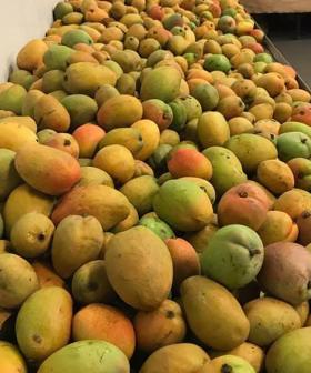 Wild Weather Causes A Massively Delicious Mango Problem In Perth