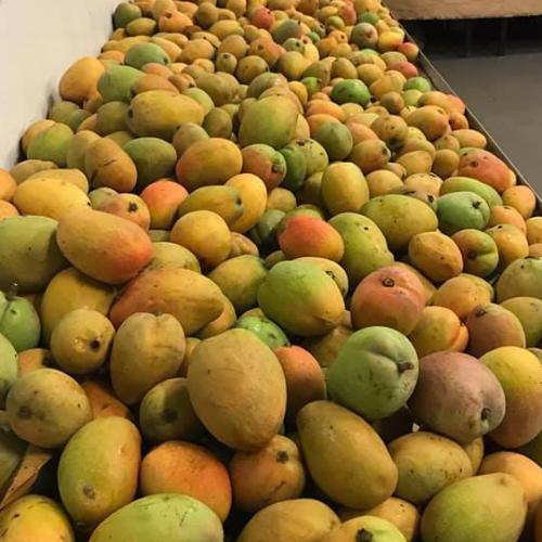 Wild Weather Causes A Massively Delicious Mango Problem In Perth