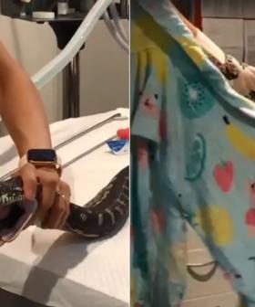 Aussie Pet Snake Called 'Monty Python' Has Entire Towel Removed From Stomach