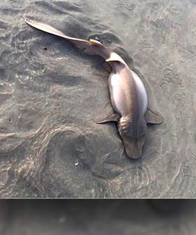 Mystery Fish Appears On WA Beach And Seriously What Is This Thing