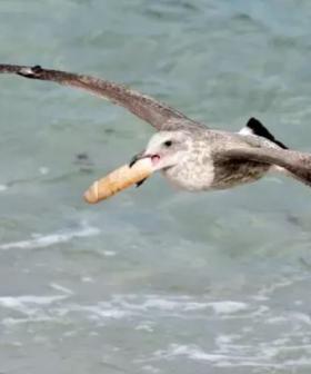Wildlife Photographer Captures Seagulls Going Absolutely Bonks Over A Dildo