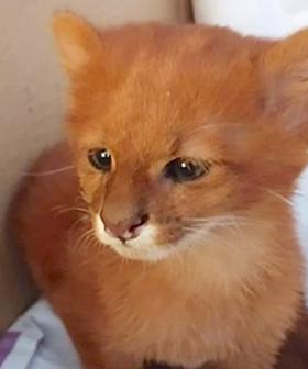 Woman Adopts Abandoned Kitten Only To Discover He's A Wild Puma Months Later