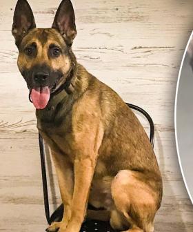 German Shepherd Fails His Service Dog Exam But Manages To Steal Our Hearts