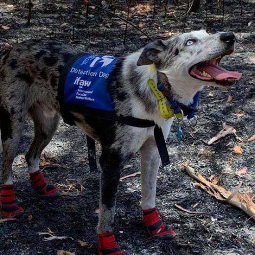 Bear, The Dog That Helped Rescue Koalas During Bushfires, Gets His Own Doco