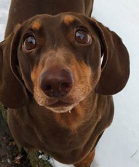 Sausage Dog Sprains Tail From 'Excessive Wagging' Because His Family Are Working From Home
