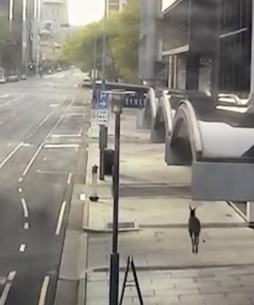 WATCH A Lost Roo Hopping Through The City On A Quiet Sunday Arvo
