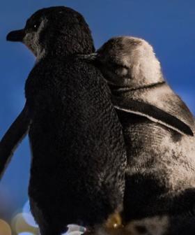 This Photo Of Two Widowed Penguins Consoling Each Other While Enjoying The View Is Too Much!