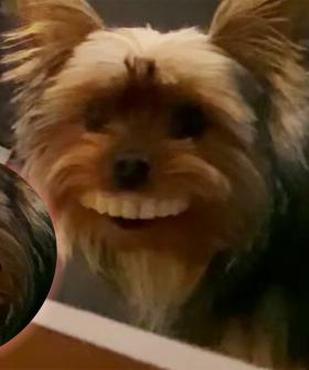 Have You Guys Met Thomas The Dog Who Stole His Owner’s Giant Teeth And Is A STAR