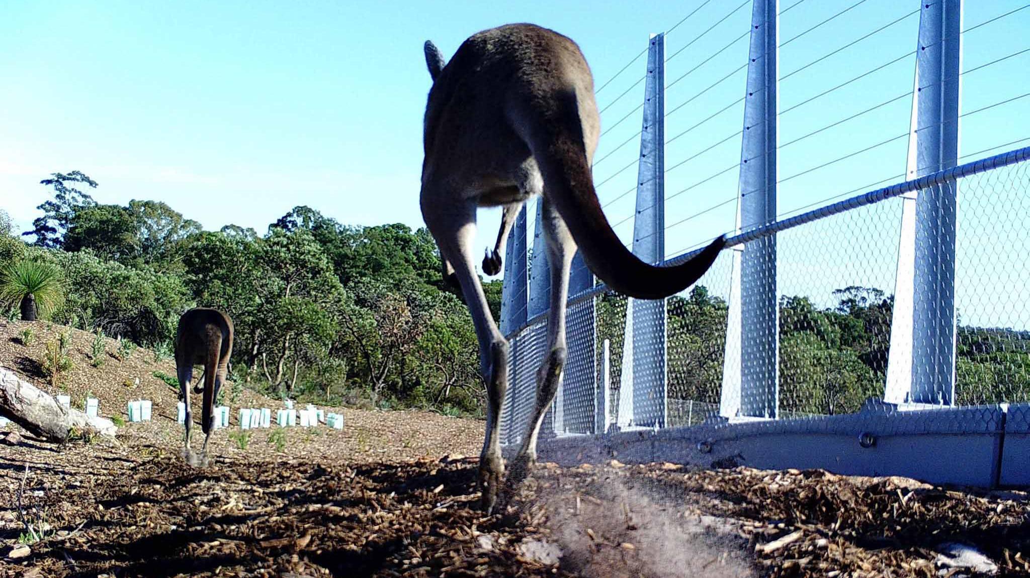 Check Out This Local Wildlife Using Perth's New 'Fauna Bridge'