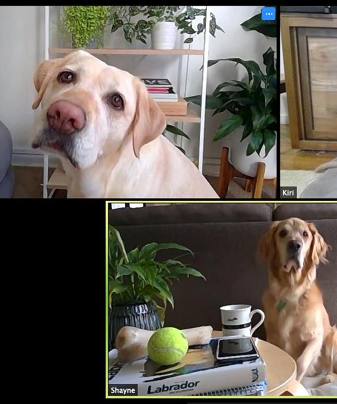 A Zoom Meeting Full Of Puppies Is Happening And You Are ...