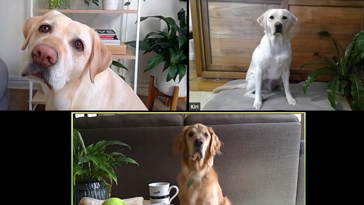 A Zoom Meeting Full Of Puppies Is Happening And You Are