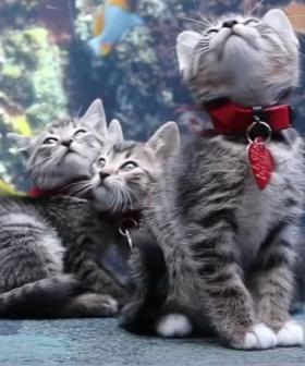 Adorable Kittens Get Private Tour Of Aquarium