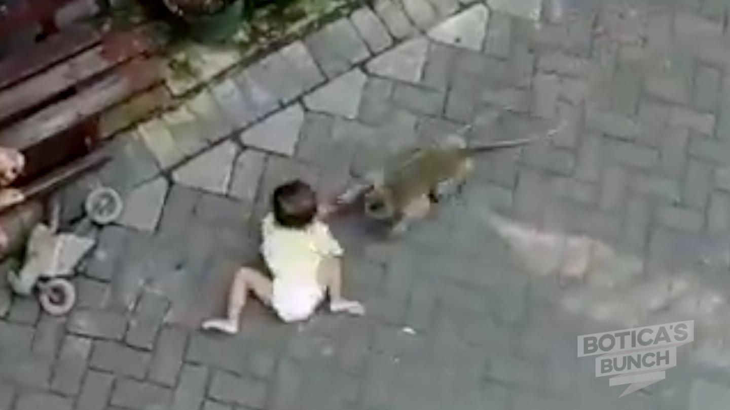 Amazing footage of a monkey on a motorbike trying to steal a child!