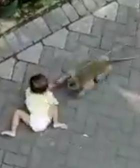 Amazing footage of a monkey on a motorbike trying to steal a child!