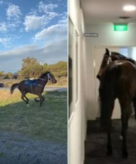 Horses Bolt From Perth Stables, One Of Which Ends Up In Office