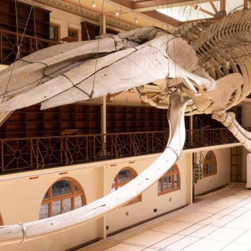 Want To Work At The New WA Museum? Now's Your Chance!