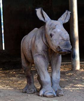 Aussie Zoo Welcomes A New Baby Rhino And It's So Cute!