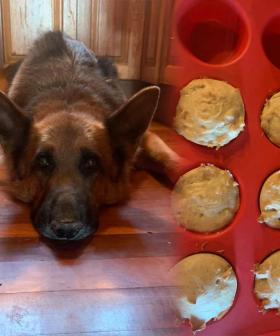 This Doggo Mum Made Pupcakes For Her Dog’s Birthday In Her Air Fryer