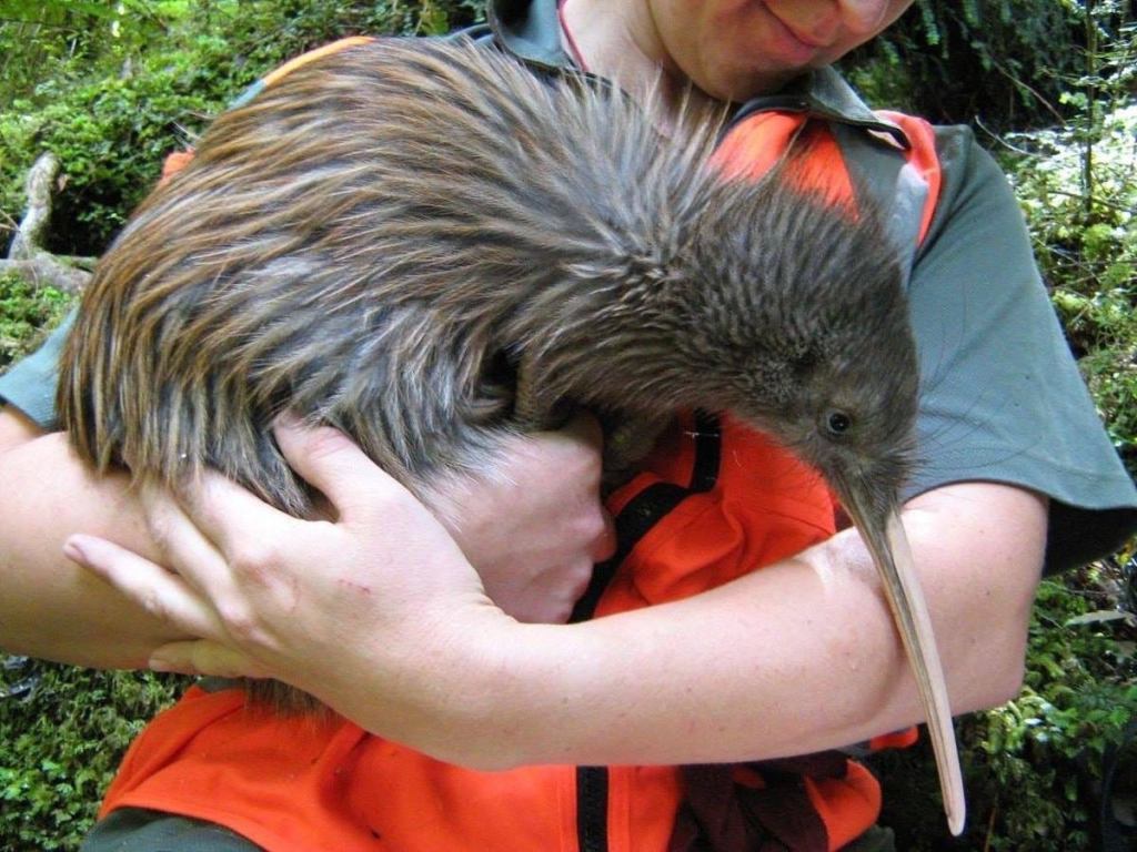 How Big are Kiwi Birds 