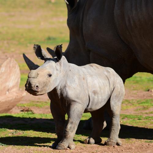 You Have To See This Video Of Monarto's New Baby Rhino Doing Zoomies With Her Mum